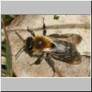 Andrena nitida - Sandbiene w01a 12mm.jpg